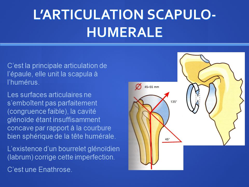 Articulation de 2024 la ceinture scapulaire